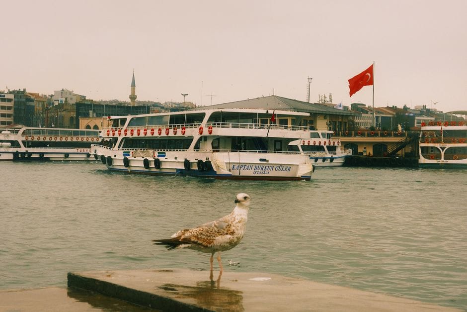 A seagull stands on a dock with ferries and Turkish flag in İstanbul, Türkiye.